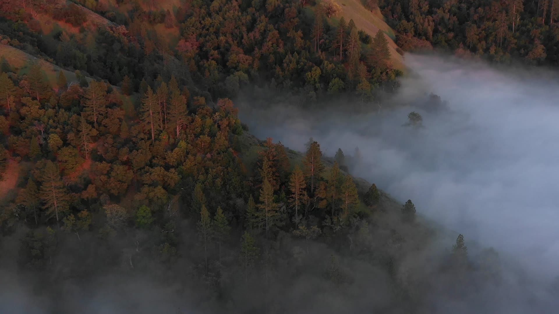 Luftaufnahme der Wälder rund um Appenweier in der Ortenau
